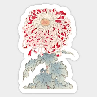 Pink Chrysanthemum 4 - Hasegawa - Traditional Japanese style - Botanical Illustration Sticker